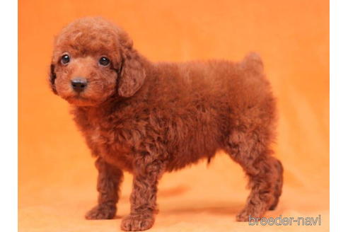 成約済の東京都のトイプードル-202084の4枚目